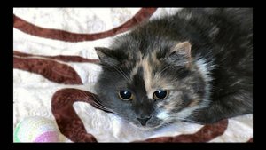 Реакция кошки на димексид - интересно -
