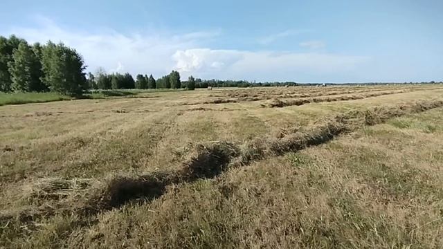 Закончили сенокос и увеличили пасеку! #26 Результаты за неделю смотреть онлайн