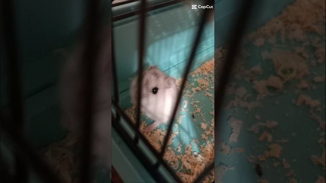 3 часть мой хомяк Снежка