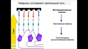 Лекция 3. Сенсорная система. Органы чувств | Князева Л.А.
