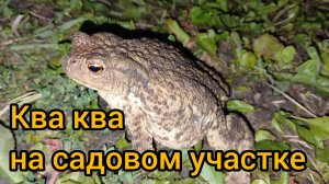 Царевны моего участка