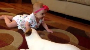 Собака учит ползать ребёнка . ШОК