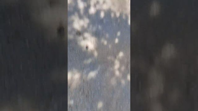 На нас напала белая собака смотреть онлайн