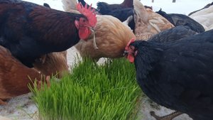 КАК УВЕЛИЧИТЬ ДОХОД  ПТИЦЕВОДУ_МИКРОЗЕЛЕНЬ ДЛЯ КУР...