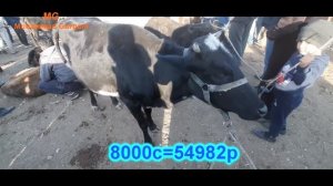 Молбозори Ёвон нархи говхои ширте