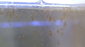 Macrobrachium rosenbergii mysis 15th day 21/04/18