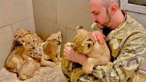 День ТРЕТИЙ! Двое львят уже полностью доверяют мне, а остальных еще ГЛАДИТЬ и ГЛАДИТЬ)