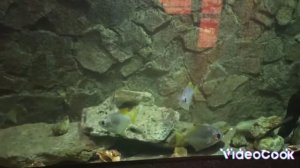 оквариум, океанариум ,Констанца , Румыния, рыбы, ящерица