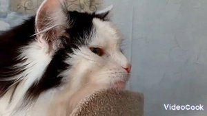 Бешеная кошка 😯