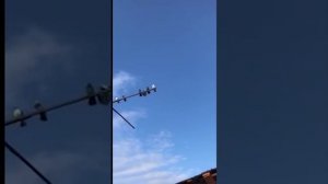 Голуби у Виктора-13 (Питомник "Западный" Для Виктора Сергеевича)