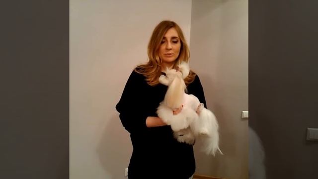 Стрижка мальтезе в стиле кавайи
