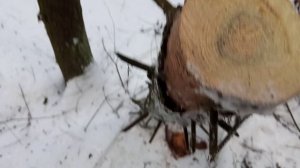 Как работает туристическая цепная пила