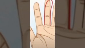 Средний палец руки