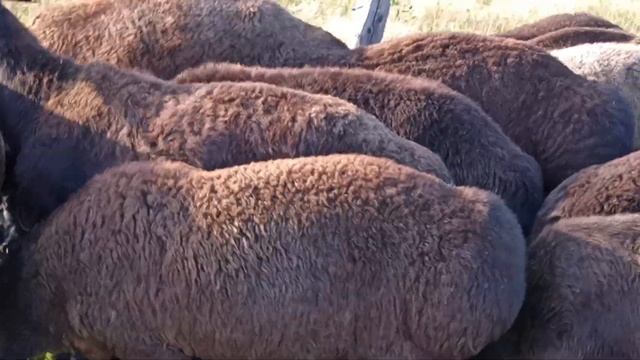 Гиссарские овцы (продажа...) тел. +79831748901(ватсап) смотреть онлайн