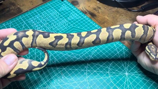 2023 Ball Python Holdbacks and Pick Ups #ballpython #ballpythonsofinstagram #holdbacks