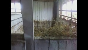 Обзор сарая для КРС. Как быстро и недорого построить помещение для откорма телят