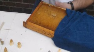 Метод получения маточников с помощью штампа (США)