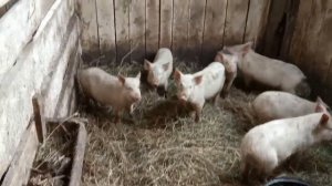 №48 Обзор откормочника для быков. Кормовой проход завершен