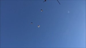 Голуби серпастые  20. 01. 2025.