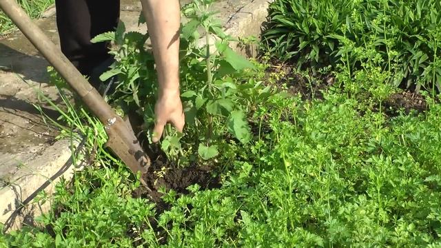 Полина копает мелису для друзей смотреть онлайн