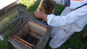 Пасека прирастает чужими роями - мелочь, а приятно..