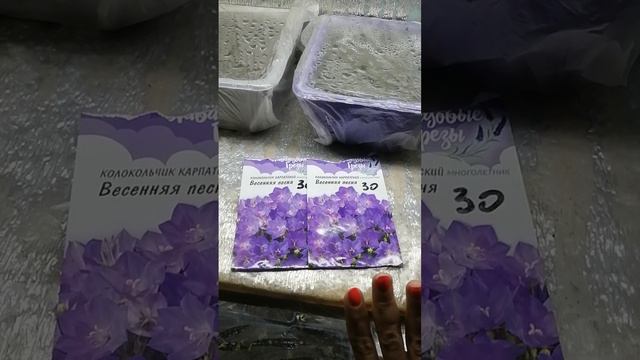 Я в шоке с семян Колокольчика Карпатского