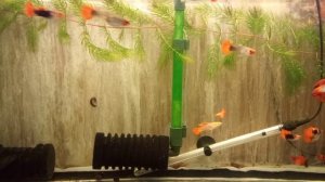 Пецилия редиска, Гуппи кои.