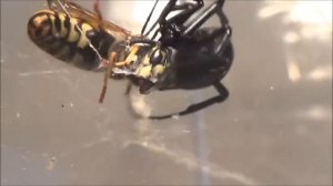 BLACK WIDOW VS QUEEN WASP (Like and Sub)