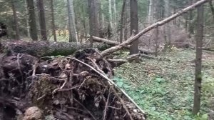 Как пережить ураган в лесу