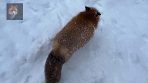 Алиса Лиса-Alice the Fox (Злая В Снегу)