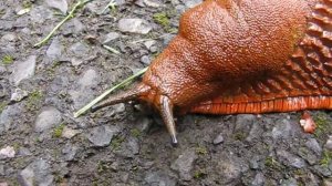Moving Slug. Ползущий слизень (679sp)