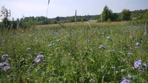 Снова о медоносах. Итоги посева. Сидераты.