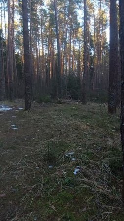 В лесу Телеши  народные гуляния на Крещение.