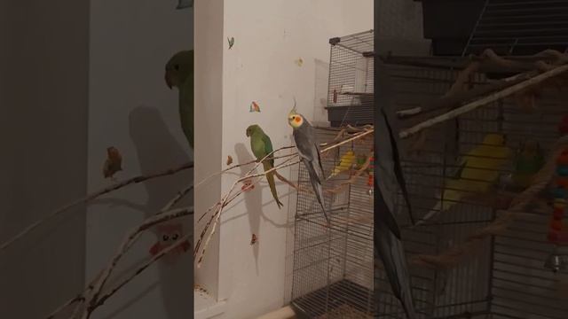 Попугай Корелла и Ожереловый попугаы