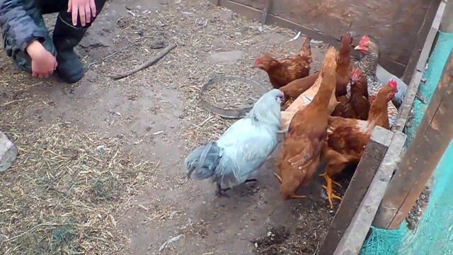 От печали до радости. Купили новенького. смотреть онлайн