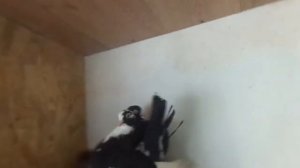 Староказачьи голуби Днепропетровской обл