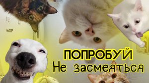 Смешные видео с животными