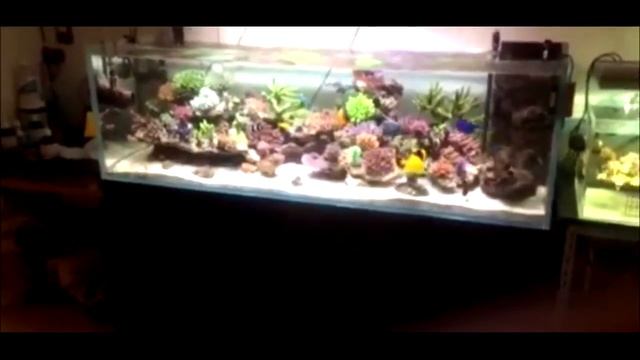 Majestic Aquariums reef tank compilation music by Paul Talbot