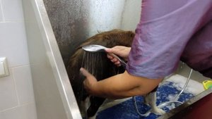 Бордер колли.Уход, содержание, груминг.