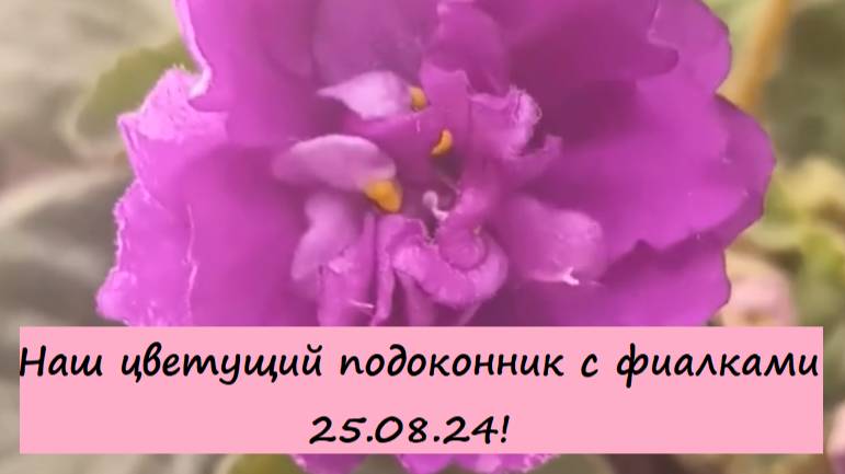 Наш цветущий подоконник с фиалками (сенполиями) 25.08.24!