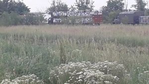 много , много пасек на кориандре