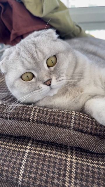 #котикиправятмиром #шерри #мимишность #прикол #youtubeshorts #шортс #женщина  #котики #милота #а4