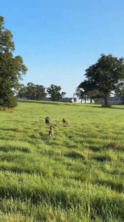 Getting Them pups rolling 🔥🔥 #greyhounds#coyotehunting#dogs