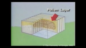 Из чего состоит пчелиное гнездо (Университет Джорджии, США)
