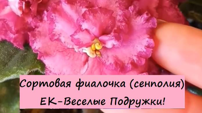 Сортовая фиалочка (сенполия) ЕК-Веселые Подружки! Для заказа пишите WhatsApp 89101614167!
