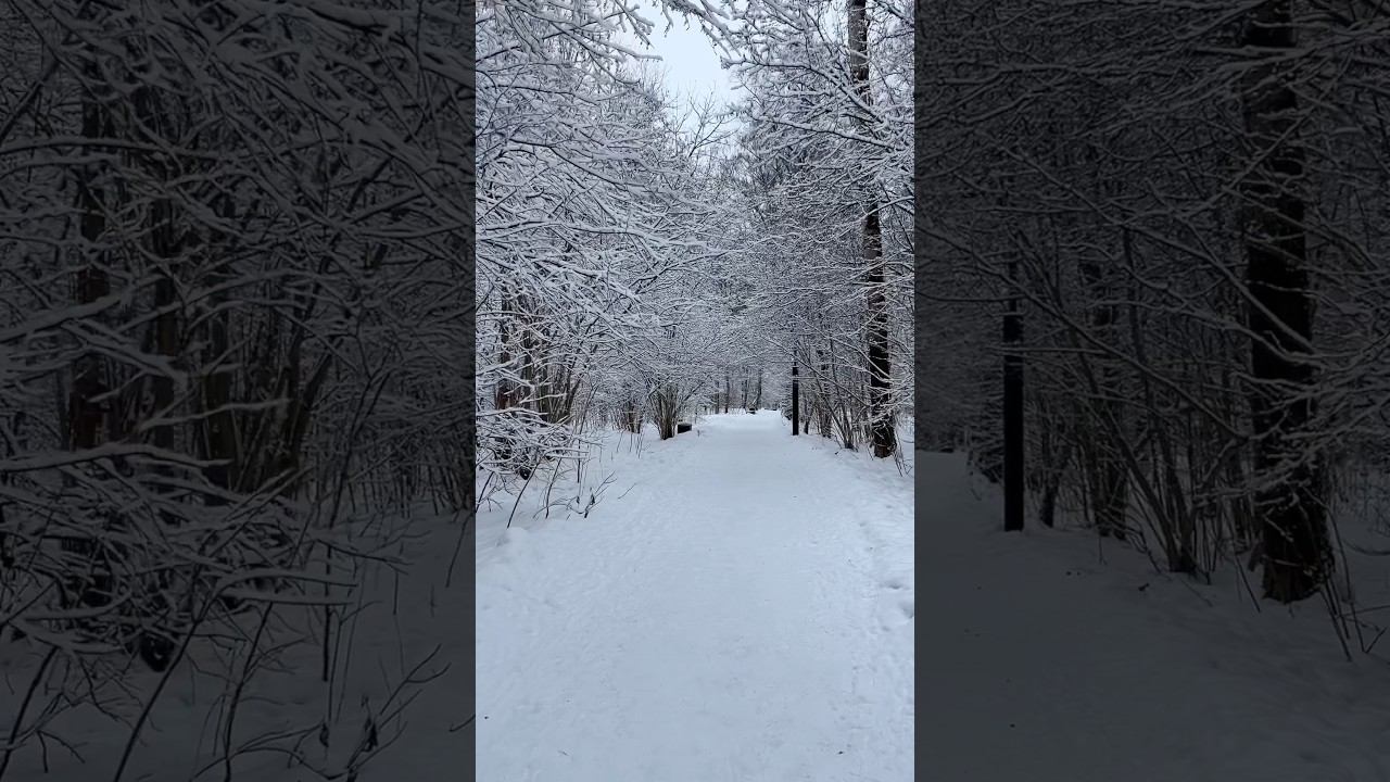 Прогулка по лесопарку #прогулка #зеленоград #зимавгороде #новыйгод
