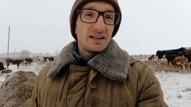 Неадекватная цена!? #05 Сколько стоит поставить бычка на откорм? смотреть онлайн