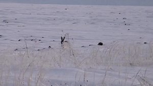 Заячья двойка со скидкой.mp4