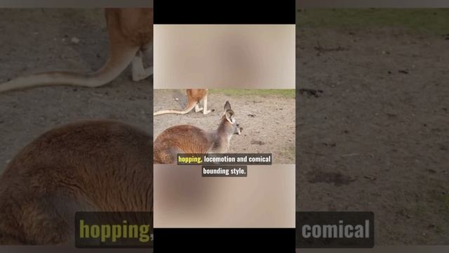 Kangaroo Funny and aggressive nature #animal #kangaroo #kangaroofacts #kangaroos