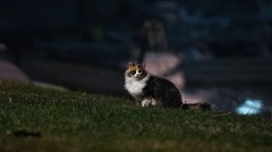 12888495_3840_2160_50fps